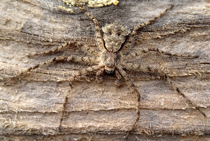 Philodromus margaritatus